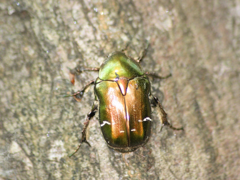 Cetonia aurata?